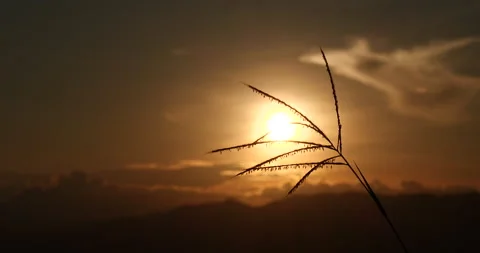 Grass field sunset Beautiful landscape with grasses meadow on sunlight. Countrys Stock Footage 148480355