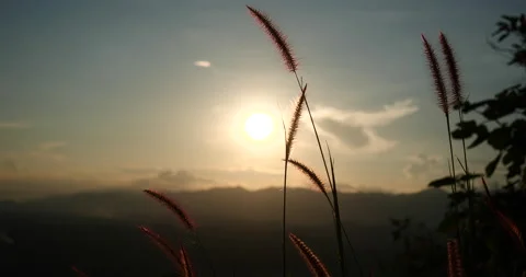Grass field sunset Beautiful landscape with grasses meadow on sunlight. Countrys Stock Footage 208836731