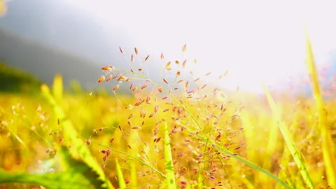 Grass field sunset Beautiful landscape with grasses meadow on sunlight Stock Footage 288055347
