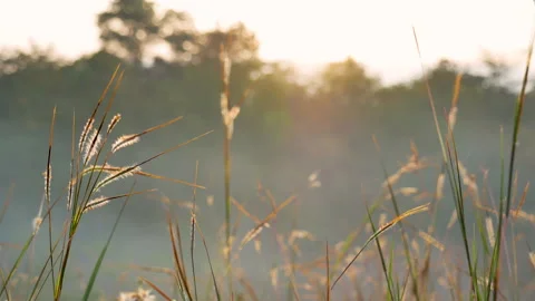Grass field sunset Beautiful landscape with grasses meadow on sunlight Stock Footage 288060736