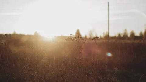 Grass in the field at sunset Stock Footage 99802152