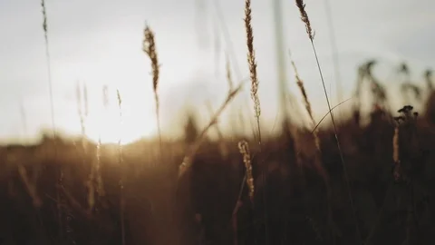 Grass in the field at sunset Stock Footage 99802156