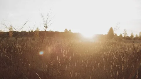 Grass in the field at sunset Video stock 99802158