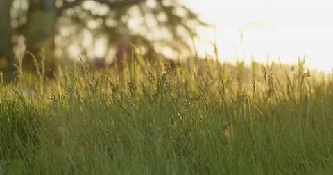 Grass field in sunset Stock Footage 188661156