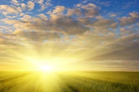 Grass field at sunset Stock Photos