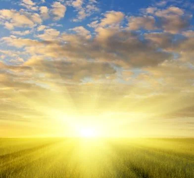 Grass field at sunset Stock Photos