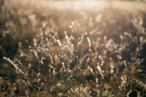 Grass in the field at sunset Stock Photos