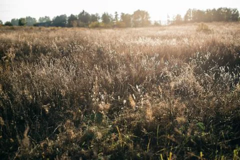 Grass in the field at sunset Stock Photos