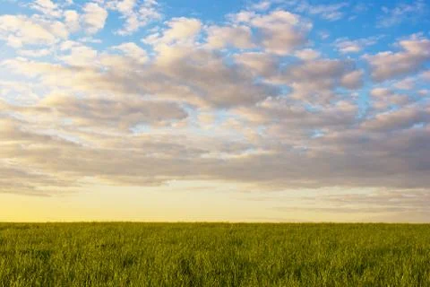 Grass field at sunset Stock Photos