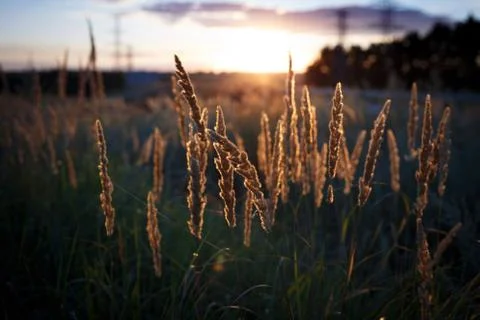Grass at the field on the Sunset Stock Photos
