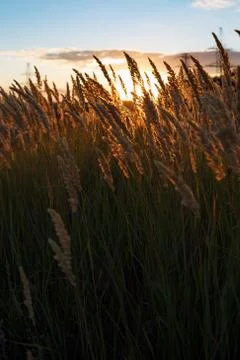 Grass at the field on the Sunset Foto stock