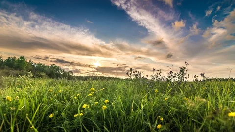 Grass field at sunset time lapse Vídeo Stock 115270158