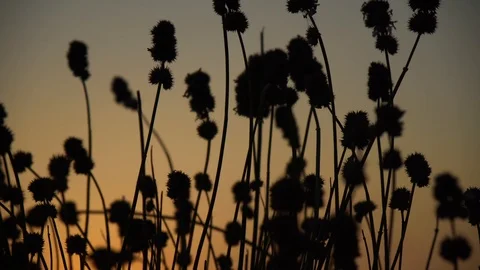 Grass in a field in the sunshine Stock Footage 94139736