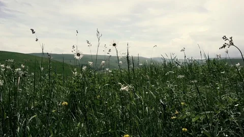 Grass in the field sway in the wind. summer Stock Footage 91586014