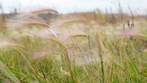 Grass in the field swaying in the wind. Close-up Vídeo Stock 100822881