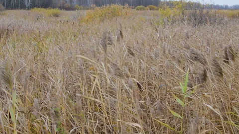 Grass in the field swaying in the wind. Close-up Видео 100822958