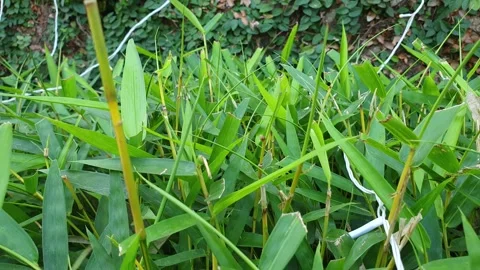 Grass in the field sways at park, 4K slow Motion Footage Stock Footage 295319904