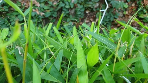 Grass in the field sways at park, 4K slow Motion Footage Stock Footage 295319934