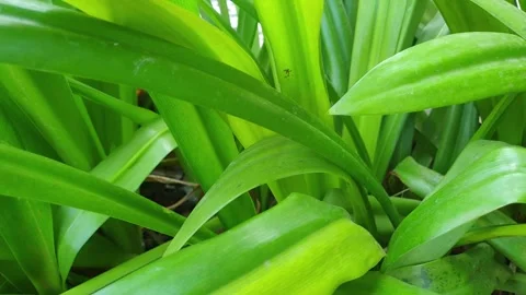 Grass in the field sways at park, 4K slow Motion Footage Stock Footage 295320747