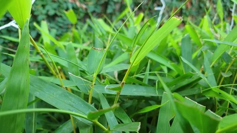 Grass in the field sways at park, 4K slow Motion Footage Stock Footage 295321086