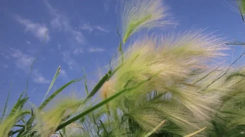 The grass in the field sways in the wind. Vídeos de archivo 138733256