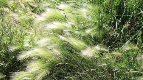 The grass in the field sways in the wind. Kovyl close-up. Vídeos de archivo 138733142