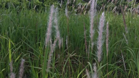 Grass field swing in the wind Stock Footage