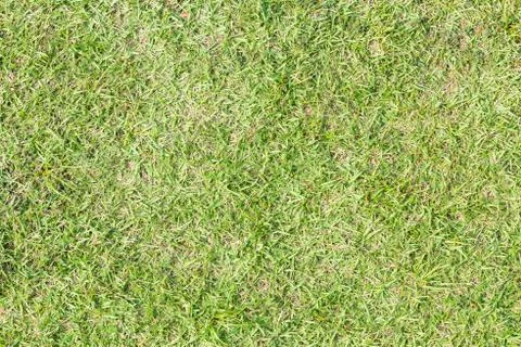 Grass Field Texture. Foto stock