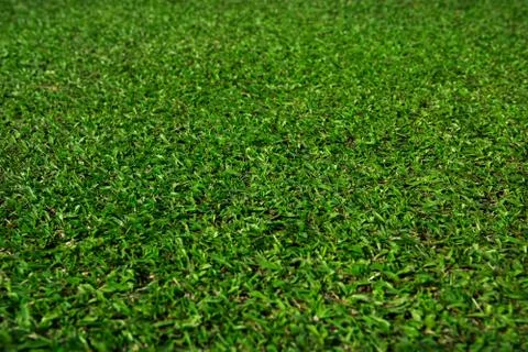 Grass field texture, Selective focus on center Stock Photos