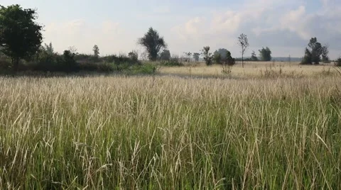 Grass field at Thailand Stock Footage 64784740