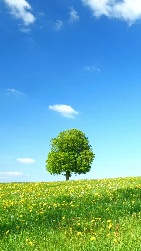 Grass Field Timelapse Stock Footage 309218343