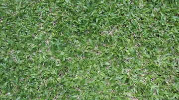 Grass field top view Stock Footage 85683722