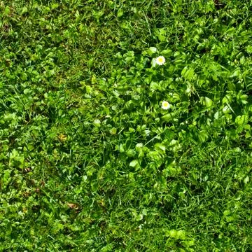 Grass field top view texture Stock Photos