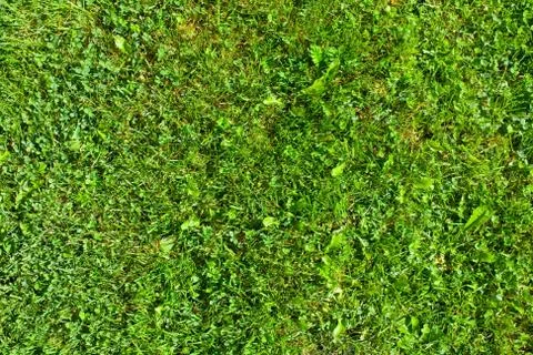 Grass field top view texture Stock Photos