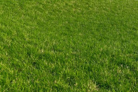 Grass Field Top View Texture. Green grass texture pattern background golf cou Stock Photos