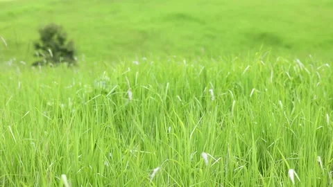 Grass field with tree background Stock Footage 155134549