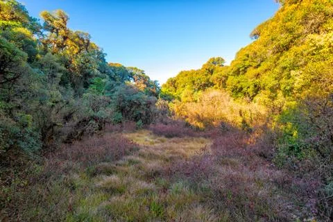 Grass field tree with blue sky Stock Photos