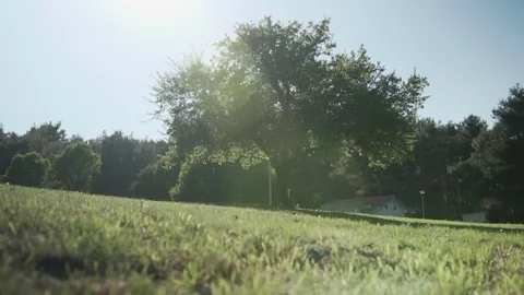 Grass field with tree as centerpiece in slow motion Vídeo Stock 84798387