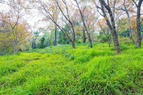 Grass field with tree in forest Stock Photos