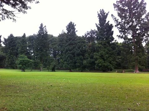 A grass field with trees in the background Stockfoto's