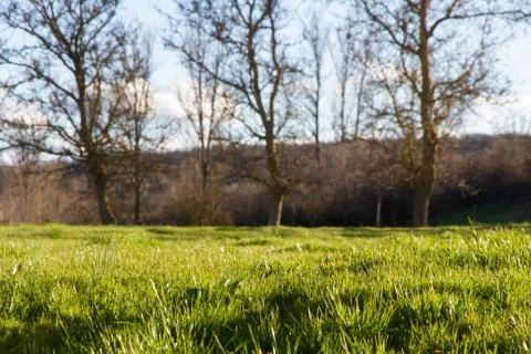 Grass field with trees 스톡 사진