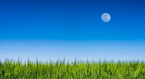 Grass field under a clear blue sky with a full moon Stock Photos