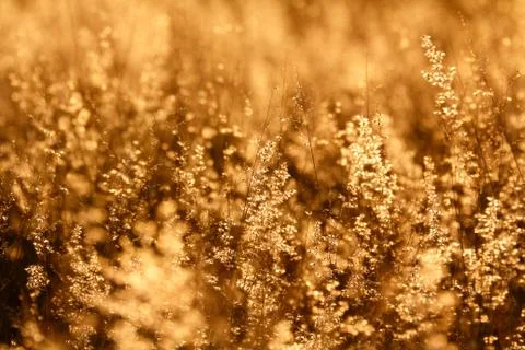 Grass field under the sunset Stock Photos