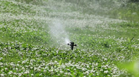 Grass field under water spray Stock Footage 55758520