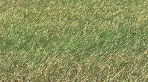 Grass Field in Wind 1 Stock Footage 281546