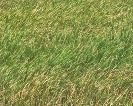 Grass Field in Wind 1 Stock Footage 283320