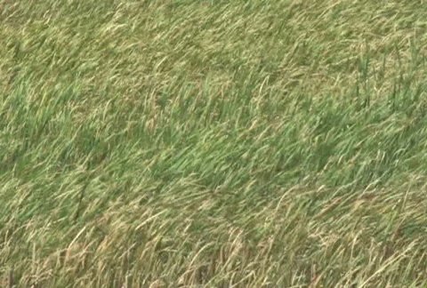Grass Field in Wind 1 Stock Footage 283787