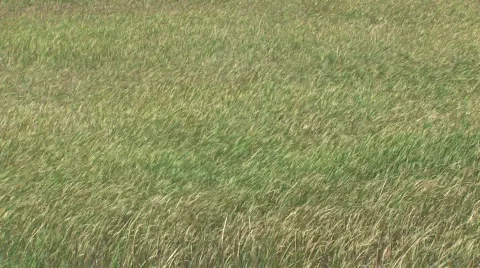 Grass Field in Wind 2 Stock Footage 279579