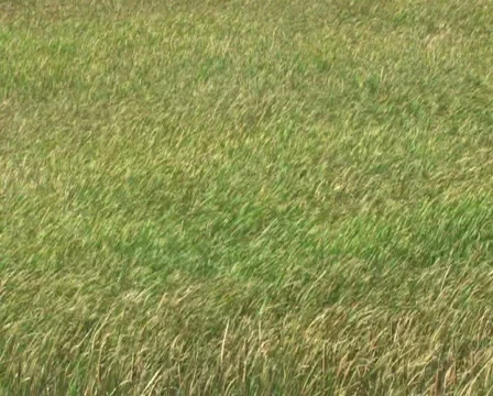 Grass Field in Wind 2 Stock-Footage 283329