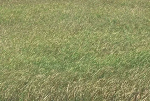 Grass Field in Wind 2 Stock Footage 283793